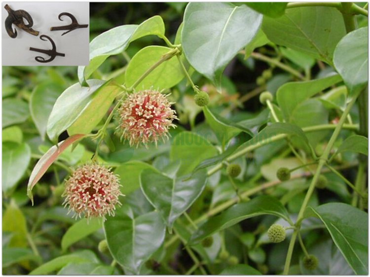 Cây thuốc Câu đằng, gai móc câu, vuốt mèo (Uncaria rhynchophylla)