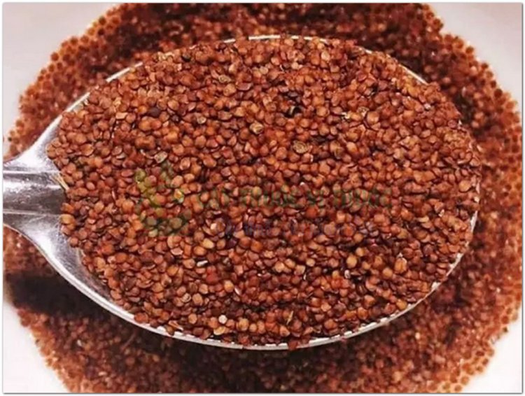 Đình lịch tử (Lepidium apetalum)