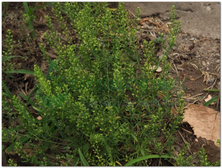 Đình lịch tử (Lepidium apetalum)