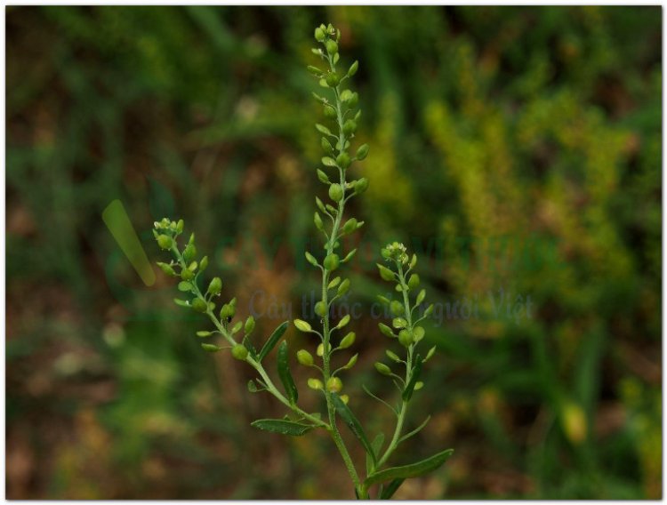 Đình lịch tử (Lepidium apetalum)