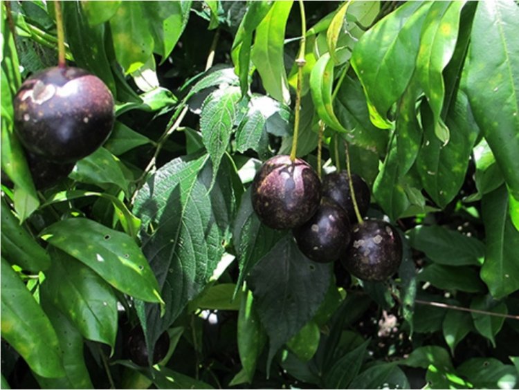 Hồng trâu, Day gai mot miên - Capparis versicolor Griff