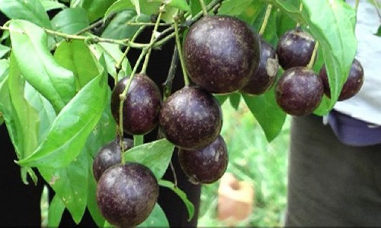 Hồng trâu, Day gai mot miên - Capparis versicolor Griff