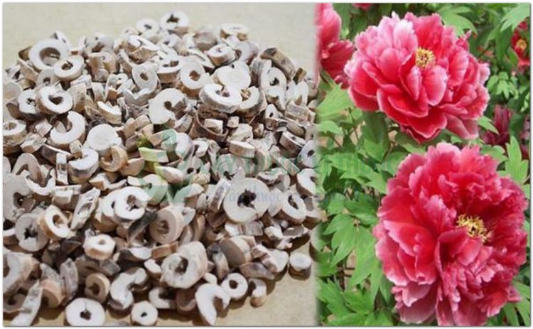 Mẫu đơn bì, đơn bì, phú quý hoa(Paeonia suffrutinosa Andr)