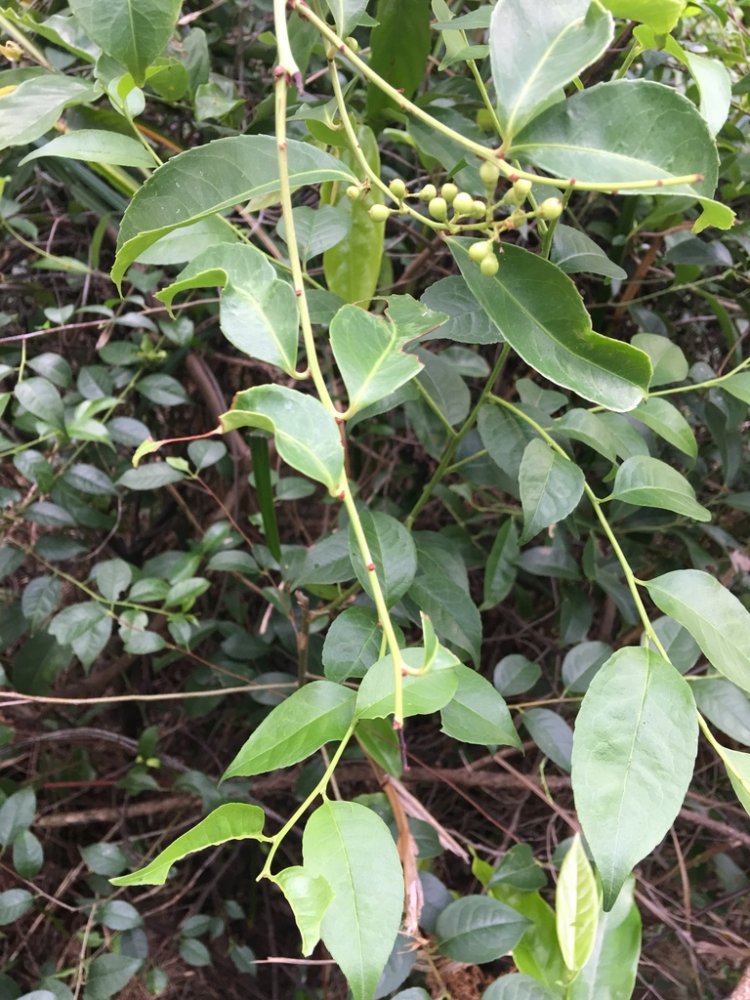 Xạ đen(Celastrus hindsii)