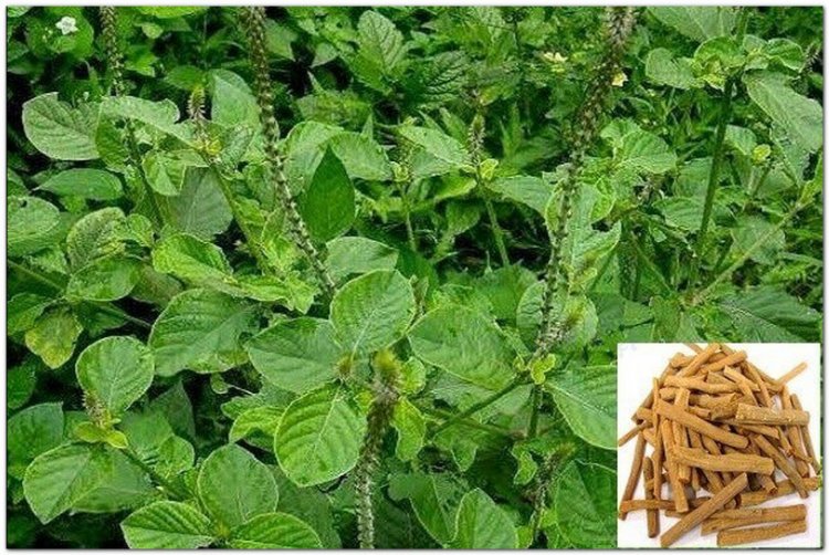 Tác dụng của cây Cỏ xước (Ngưu tất Nam - Achyranthis asperae)