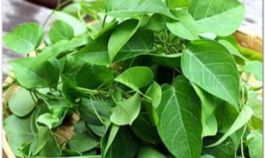 Lá giang, chua méo, dây cao su hồng có tác dụng gì?