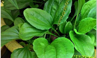 MÃ ĐỀ - Plantago major L