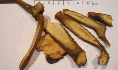 Vị thuốc quý hiếm Tang Ký Sinh