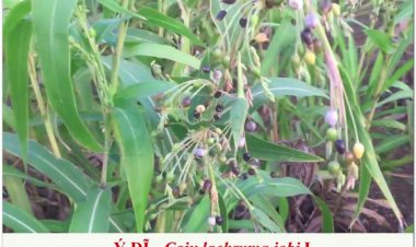 Ý DĨ NHÂN - Coix lachryma jobi L