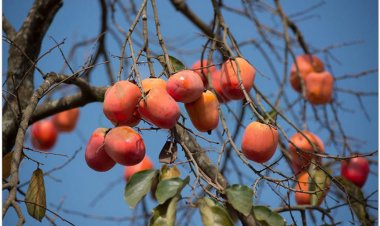 Cách dùng cây hồng, quả hồng chữa bệnh thường gặp