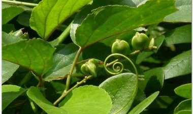 Vị thuốc dây con kiến hay còn gọi là dây râu rồng, đơn tai mèo, hạ quả đằng, người Mường gọi là seng thanh