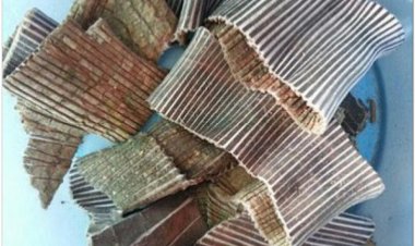 Đỗ trọng: Cây thuốc vị thuốc trị bệnh đau xương khớp