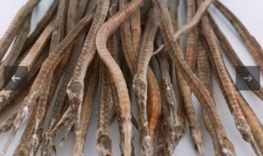 Vị thuốc hải long và những công dụng chữa bệnh