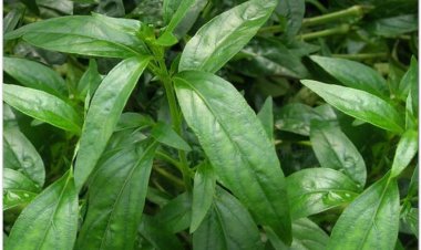 XUYÊN TÂM LIÊN: TỔNG QUAN VỀ THÀNH PHẦN HOÁ HỌC VÀ TÁC DỤNG DƯỢC LÝ LIÊN QUAN ĐẾN COVID-19