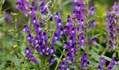 Hoàng cầm: Mát phổi, dịu ho, Mát ruột, trị lỵ, Lương huyết, an thai, Chữa thấp nhiệt, hoàng đản