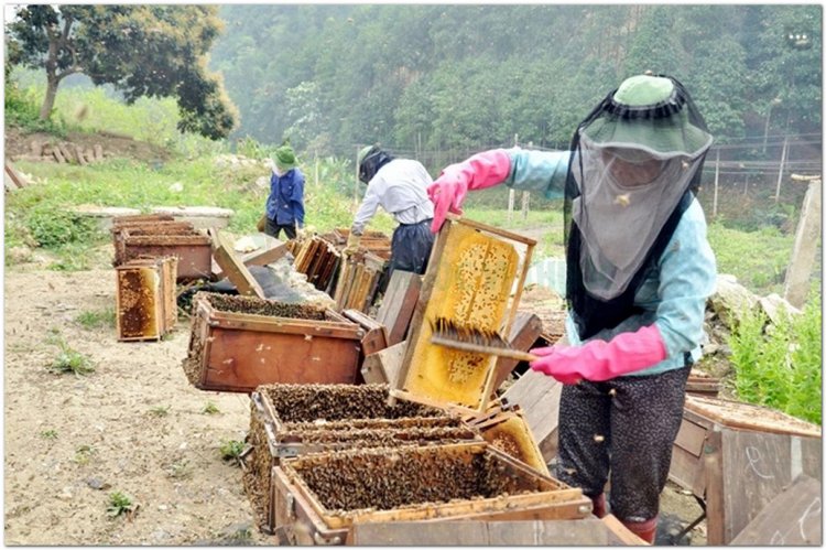 Kinh nghiệm nghề nuôi ong lấy mật