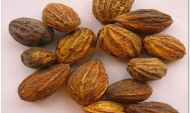 Vị thuốc Kha Tử