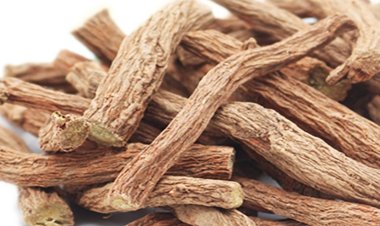 Vị thuốc Đan Sâm rễ phơi hoặc sấy khô của cây Đan sâm (Salvia miltiorrhiza Bunge)