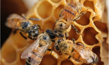 Mật ong 'thuần chay' sử dụng công nghệ để chế tạo thay vì dùng những con ong