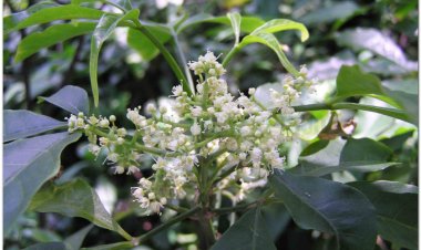 Ba chạc (Evodia lepta (Spreng) Merr)