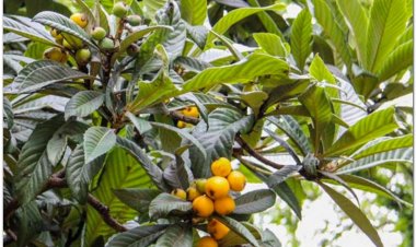 Nhót tây, Nhót Nhật Bản, Tỳ bà diệp (Eriobotrya japonica)