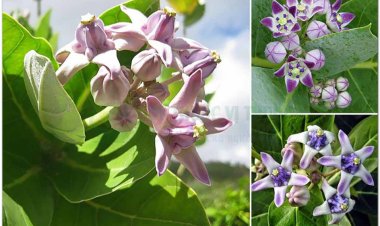 Bồng bồng to, Cây lá hen, bông bông (Calotropis gigantea (Willd.) Dryand. Ex Ait. F)