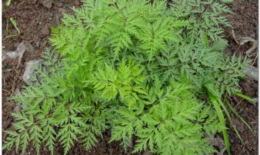 Xuyên khung, Tang ky (Ligusticum wallichii)