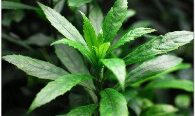 Xương sông, rau súng ăn gỏi, xang sông, hoạt lộc thảo (Blumea myriocephala)