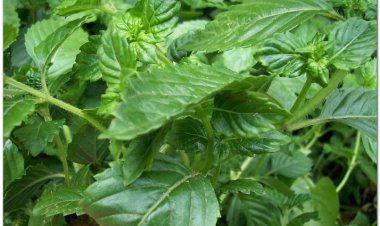 Xương sáo, cây thạch đen, lương phấn thảo (Mesona chinensis)