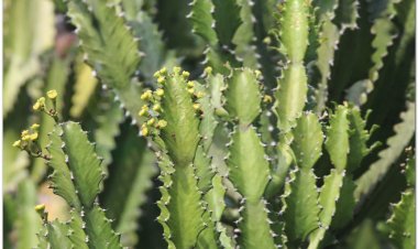 Xương rồng, bá vương tiêm, hóa ương lặc (Euphorbia antiquorum L)