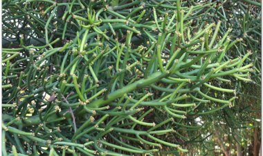 Xương khô, lục ngọc thụ, quang côn thụ, thanh san hô, san hô xanh, cành giao (Euphorbia tirucalli L)