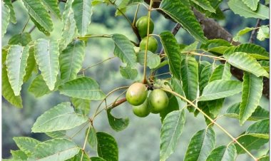 Xoan nhừ, xoan trà, nhừ, xoan rừng, lát xoan, xuyên cóc, nam toan táo (Choerospondias axillaris (Roxb.) Burtt et Hill (Spondias axillaris Roxb.))