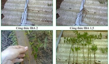 Nghiên cứu kỹ thuật trồng cây Xoan nhừ (Choerospondias axillaris) cung cấp gỗ lớn tại các tỉnh miền núi phía Bắc