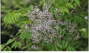 Xoan, sầu đông, xoan trắng, xuyên luyện, khổ luyện, đốc hiên, sầu đâu (Melia azedarach L)