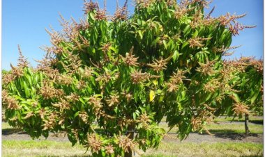 Xoài, muỗm, swai, makmounang (Mangifera indica L)