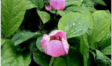 Xích thược (Radix Paeoniae)