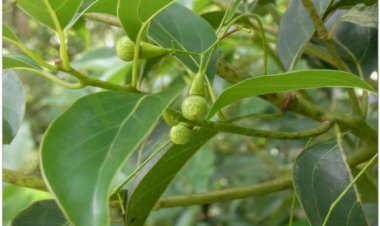 Xá xị, vù hương, rè hương, cô châu, canh châu, bois de vierge (Cinnamomum parthenoxylon Meissn, Sassafras parthenoxylon Meissn))