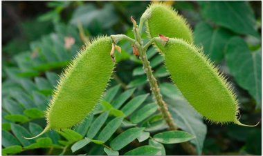 Vuốt hùm, móc mèo, móc diều, trần sa lực, nam đà căn (Caesalpinia minax Hance)