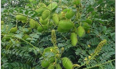 Móc mèo núi, vuốt hùm, bonduc, cniquier, pois-quenique, yeux de chat (Caesalpinia bonducella Flem)