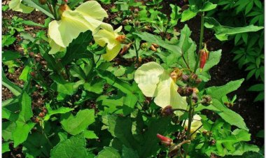 Vông vang, bông vang, ambrette, ketmie musquée (Hibiscus abelmoschus L (Abelmoschus moschatus Moench))