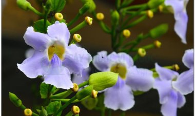 Bông báo còn gọi là bông xanh, đại hoa lão nha chủy, madia (Thunbergia grandiflora (Rottl. ct Willd.) Roxb)