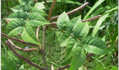 Vọng giang nam, cốt khí muồng, dương giác đậu, giang nam đậu, thạch quyết minh, sơn lục đậu, dã biển đậu (Cassia occidentalis L)