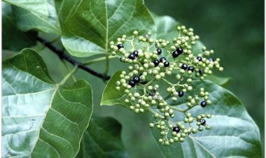 Vọng cách, bọng cách, cây cách (Premna integrifolia L. (Gumira littorea Rumph.))