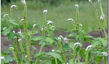 Vòi voi, cẩu vĩ trùng, đại vĩ đạo, promoi damrey xantui damrey (Heliotropium indicum L. (Heliotropium anisophyllum P. de B.))