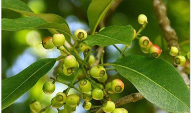 Cây Vối (Cleistocalyx operculatus (Roxb). Merr et Perry (Eugenia operculata Roxb., Syzygium nervosum DC.))