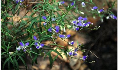Viễn chí, tiểu thảo, nam viễn chí (Polygala sp)