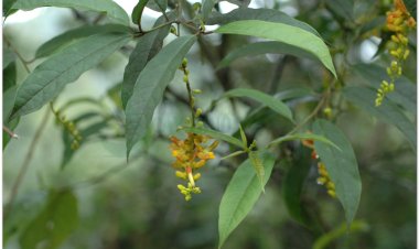 Nghiên cứu đặc điểm thực vật của cây thuốc viễn chí hoa vàng (Polygala arillata Buch.- Ham. ex D. Don)