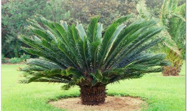 Vạn tuế, thiết thụ, phong mao tùng, phong mao tiêu (Cycas revoluta Thunb)