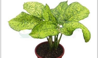 Vạn niên thanhCo vo dinh (Thổ), han phan (Lào), kom ponh (Campuchia) (Aglaonema siamense Engl)
