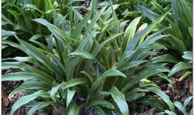 Vạn niên thanh, thiên niên vận, đông bất điêu thảo, cửu tiết liên (Rohdea japonica Roth)